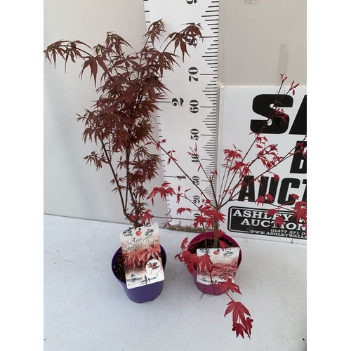 267 - TWO ACER PALMATUMS - ONE BENI MAIKO AND ONE SKEETERS BROOM IN 3 LTR POTS. APPROX 70-80CM TALL, TO BE... 