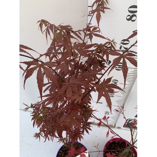 267 - TWO ACER PALMATUMS - ONE BENI MAIKO AND ONE SKEETERS BROOM IN 3 LTR POTS. APPROX 70-80CM TALL, TO BE... 