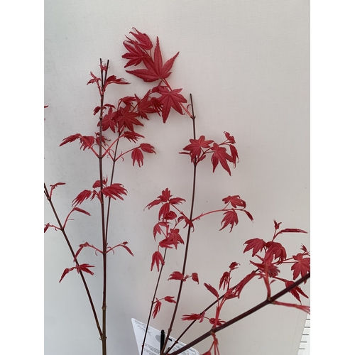 267 - TWO ACER PALMATUMS - ONE BENI MAIKO AND ONE SKEETERS BROOM IN 3 LTR POTS. APPROX 70-80CM TALL, TO BE... 