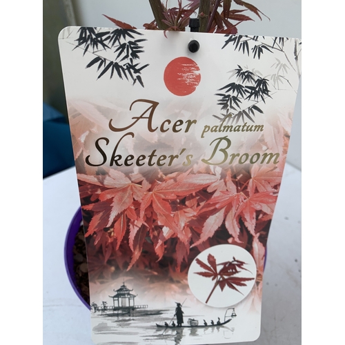 267 - TWO ACER PALMATUMS - ONE BENI MAIKO AND ONE SKEETERS BROOM IN 3 LTR POTS. APPROX 70-80CM TALL, TO BE... 