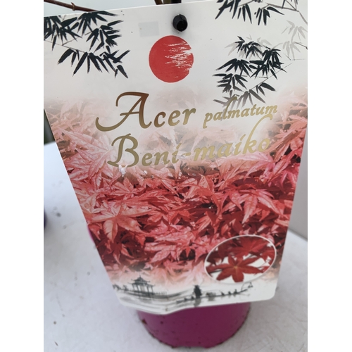 267 - TWO ACER PALMATUMS - ONE BENI MAIKO AND ONE SKEETERS BROOM IN 3 LTR POTS. APPROX 70-80CM TALL, TO BE... 