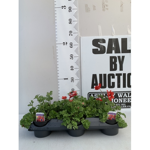 123 - EIGHT ANEMONES 'HARMONY SCARLET' IN 1 LTR POTS ON A TRAY. APPROX 20-30 CM TALL. TO BE SOLD FOR THE E... 
