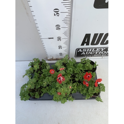123 - EIGHT ANEMONES 'HARMONY SCARLET' IN 1 LTR POTS ON A TRAY. APPROX 20-30 CM TALL. TO BE SOLD FOR THE E... 