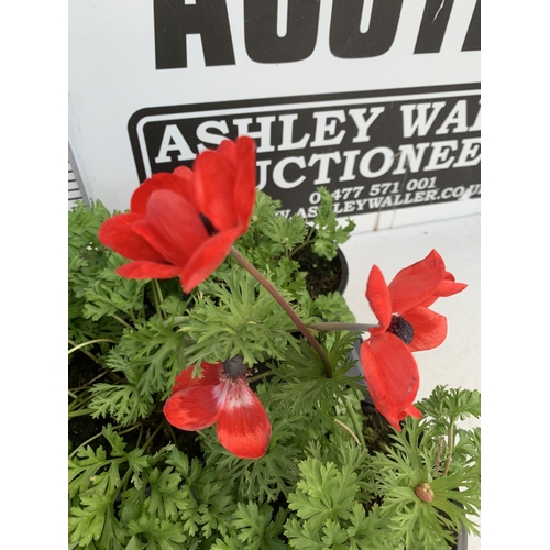 123 - EIGHT ANEMONES 'HARMONY SCARLET' IN 1 LTR POTS ON A TRAY. APPROX 20-30 CM TALL. TO BE SOLD FOR THE E... 