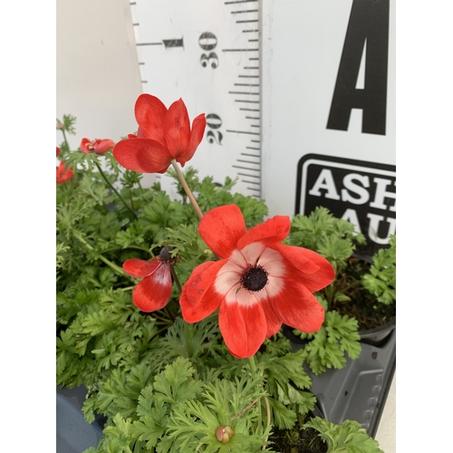 123 - EIGHT ANEMONES 'HARMONY SCARLET' IN 1 LTR POTS ON A TRAY. APPROX 20-30 CM TALL. TO BE SOLD FOR THE E... 