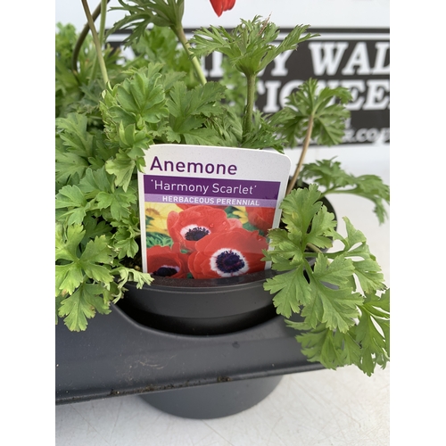 123 - EIGHT ANEMONES 'HARMONY SCARLET' IN 1 LTR POTS ON A TRAY. APPROX 20-30 CM TALL. TO BE SOLD FOR THE E... 