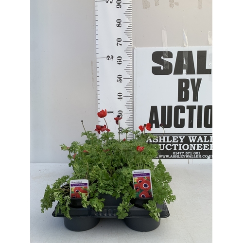 124 - EIGHT ANEMONES 'HARMONY SCARLET' IN 1 LTR POTS ON A TRAY. APPROX 20-30 CM TALL. TO BE SOLD FOR THE E... 