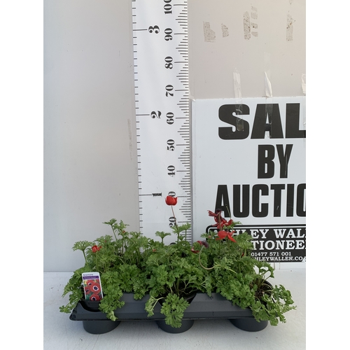 124 - EIGHT ANEMONES 'HARMONY SCARLET' IN 1 LTR POTS ON A TRAY. APPROX 20-30 CM TALL. TO BE SOLD FOR THE E... 