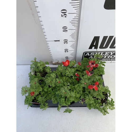 124 - EIGHT ANEMONES 'HARMONY SCARLET' IN 1 LTR POTS ON A TRAY. APPROX 20-30 CM TALL. TO BE SOLD FOR THE E... 