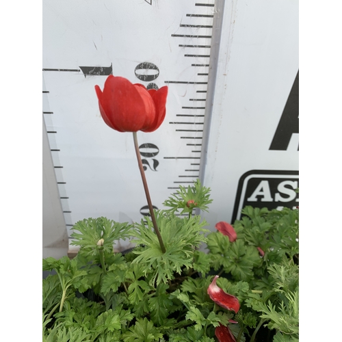 124 - EIGHT ANEMONES 'HARMONY SCARLET' IN 1 LTR POTS ON A TRAY. APPROX 20-30 CM TALL. TO BE SOLD FOR THE E... 