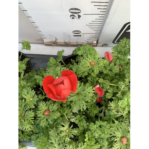 124 - EIGHT ANEMONES 'HARMONY SCARLET' IN 1 LTR POTS ON A TRAY. APPROX 20-30 CM TALL. TO BE SOLD FOR THE E... 
