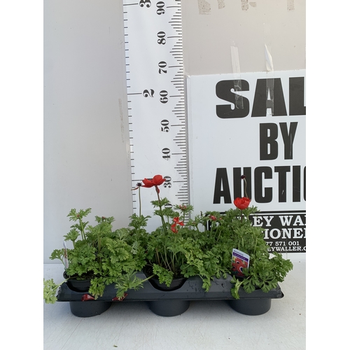 125 - EIGHT ANEMONES 'HARMONY SCARLET' IN 1 LTR POTS ON A TRAY. APPROX 20-30 CM TALL. TO BE SOLD FOR THE E... 