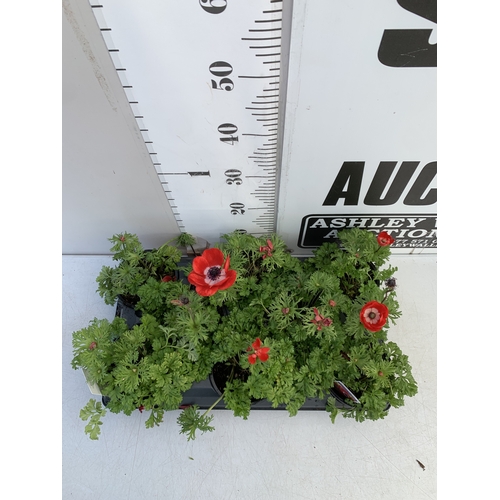 125 - EIGHT ANEMONES 'HARMONY SCARLET' IN 1 LTR POTS ON A TRAY. APPROX 20-30 CM TALL. TO BE SOLD FOR THE E... 
