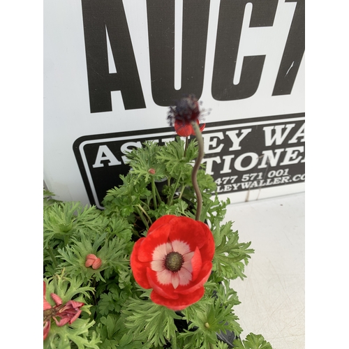 125 - EIGHT ANEMONES 'HARMONY SCARLET' IN 1 LTR POTS ON A TRAY. APPROX 20-30 CM TALL. TO BE SOLD FOR THE E... 