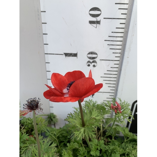 125 - EIGHT ANEMONES 'HARMONY SCARLET' IN 1 LTR POTS ON A TRAY. APPROX 20-30 CM TALL. TO BE SOLD FOR THE E... 