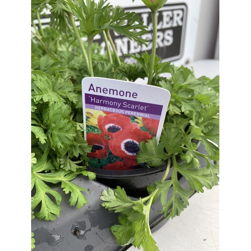 125 - EIGHT ANEMONES 'HARMONY SCARLET' IN 1 LTR POTS ON A TRAY. APPROX 20-30 CM TALL. TO BE SOLD FOR THE E... 