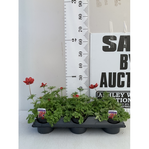 126 - EIGHT ANEMONES 'HARMONY SCARLET' IN 1 LTR POTS ON A TRAY. APPROX 20-30 CM TALL. TO BE SOLD FOR THE E... 
