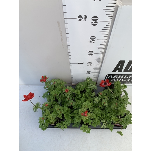 126 - EIGHT ANEMONES 'HARMONY SCARLET' IN 1 LTR POTS ON A TRAY. APPROX 20-30 CM TALL. TO BE SOLD FOR THE E... 
