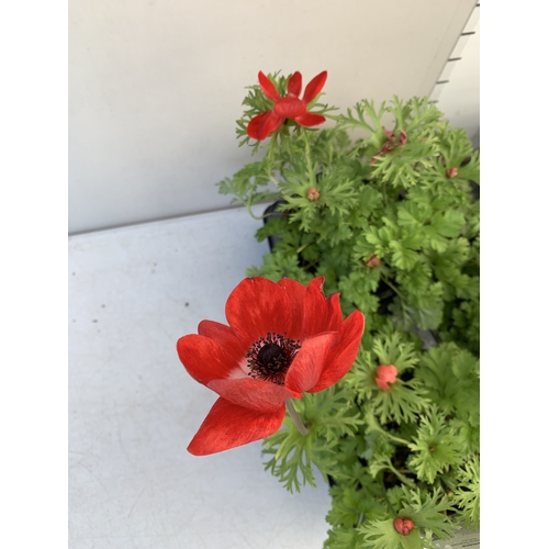 126 - EIGHT ANEMONES 'HARMONY SCARLET' IN 1 LTR POTS ON A TRAY. APPROX 20-30 CM TALL. TO BE SOLD FOR THE E... 