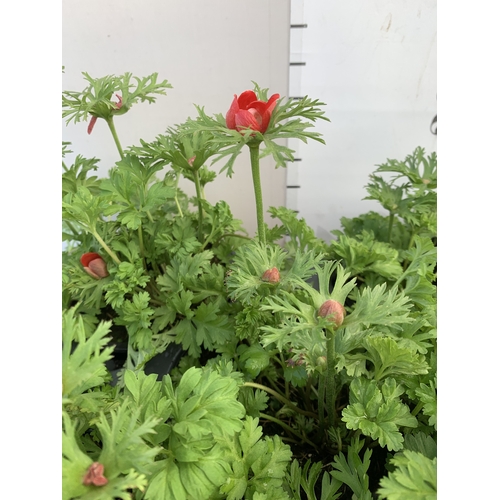 126 - EIGHT ANEMONES 'HARMONY SCARLET' IN 1 LTR POTS ON A TRAY. APPROX 20-30 CM TALL. TO BE SOLD FOR THE E... 