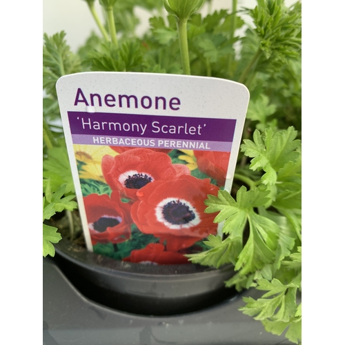 126 - EIGHT ANEMONES 'HARMONY SCARLET' IN 1 LTR POTS ON A TRAY. APPROX 20-30 CM TALL. TO BE SOLD FOR THE E... 