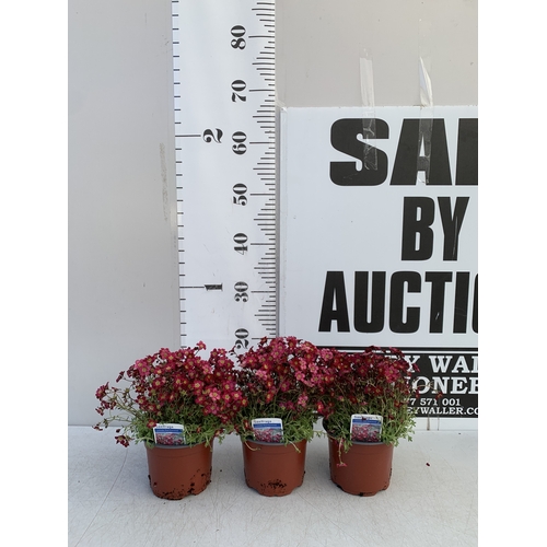 127 - THREE SAXIFRAGA ARENDSII RED CARMINE IN 1 LTR POT. TO BE SOLD FOR THE THREE