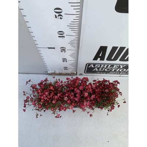 127 - THREE SAXIFRAGA ARENDSII RED CARMINE IN 1 LTR POT. TO BE SOLD FOR THE THREE