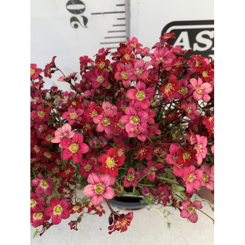 127 - THREE SAXIFRAGA ARENDSII RED CARMINE IN 1 LTR POT. TO BE SOLD FOR THE THREE