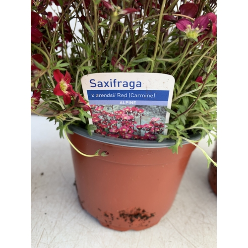 127 - THREE SAXIFRAGA ARENDSII RED CARMINE IN 1 LTR POT. TO BE SOLD FOR THE THREE