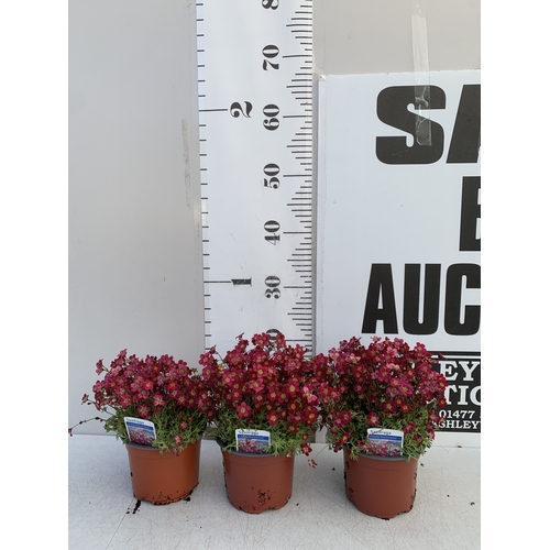 129 - THREE SAXIFRAGA ARENDSII RED CARMINE IN 1 LTR POT. TO BE SOLD FOR THE THREE