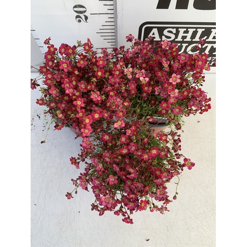 129 - THREE SAXIFRAGA ARENDSII RED CARMINE IN 1 LTR POT. TO BE SOLD FOR THE THREE