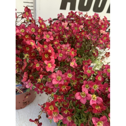 129 - THREE SAXIFRAGA ARENDSII RED CARMINE IN 1 LTR POT. TO BE SOLD FOR THE THREE
