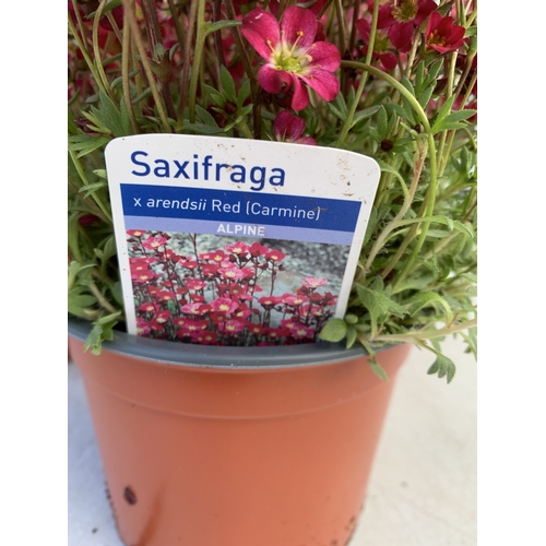 129 - THREE SAXIFRAGA ARENDSII RED CARMINE IN 1 LTR POT. TO BE SOLD FOR THE THREE