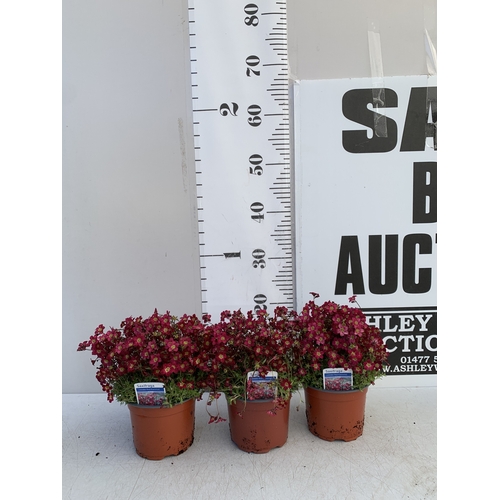 130 - THREE SAXIFRAGA ARENDSII RED CARMINE IN 1 LTR POT. TO BE SOLD FOR THE THREE