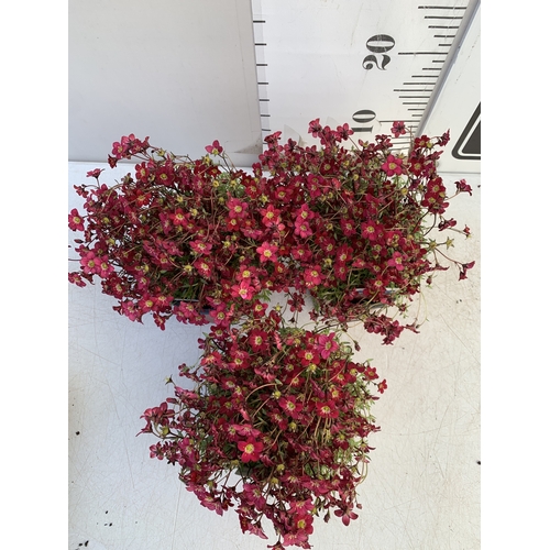 130 - THREE SAXIFRAGA ARENDSII RED CARMINE IN 1 LTR POT. TO BE SOLD FOR THE THREE