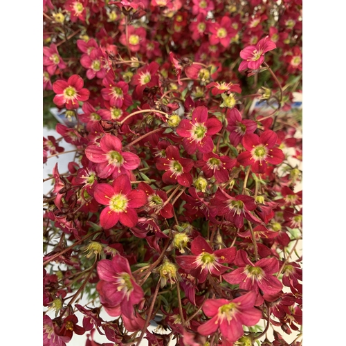 130 - THREE SAXIFRAGA ARENDSII RED CARMINE IN 1 LTR POT. TO BE SOLD FOR THE THREE