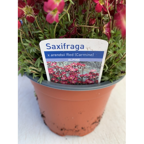 130 - THREE SAXIFRAGA ARENDSII RED CARMINE IN 1 LTR POT. TO BE SOLD FOR THE THREE