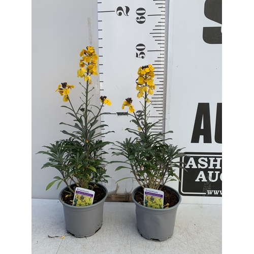 132 - TWO ERYSIMUM 'FRAGRANT SUNSHINE' IN 1 LTR POTS. APPROX 40-50CM TALL, TO BE SOLD FOR THE TWO