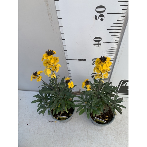 132 - TWO ERYSIMUM 'FRAGRANT SUNSHINE' IN 1 LTR POTS. APPROX 40-50CM TALL, TO BE SOLD FOR THE TWO