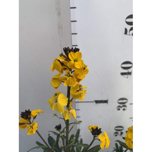 132 - TWO ERYSIMUM 'FRAGRANT SUNSHINE' IN 1 LTR POTS. APPROX 40-50CM TALL, TO BE SOLD FOR THE TWO