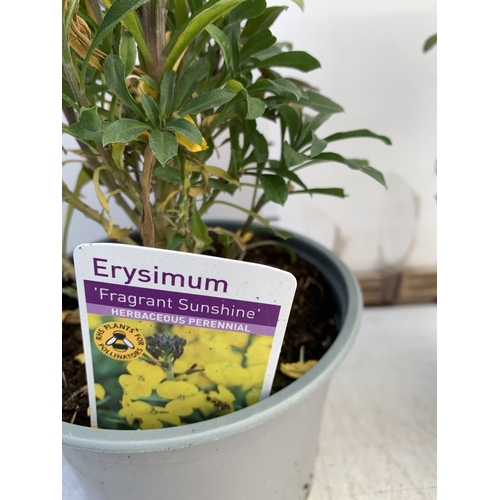 132 - TWO ERYSIMUM 'FRAGRANT SUNSHINE' IN 1 LTR POTS. APPROX 40-50CM TALL, TO BE SOLD FOR THE TWO