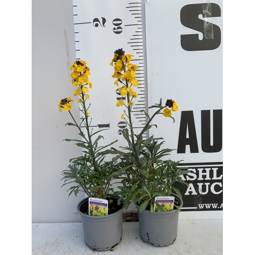 133 - TWO ERYSIMUM 'FRAGRANT SUNSHINE' IN 1 LTR POTS. APPROX 40-50CM TALL, TO BE SOLD FOR THE TWO