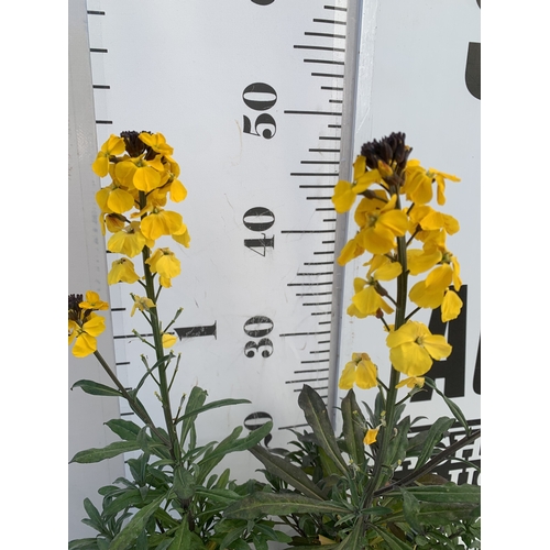 133 - TWO ERYSIMUM 'FRAGRANT SUNSHINE' IN 1 LTR POTS. APPROX 40-50CM TALL, TO BE SOLD FOR THE TWO