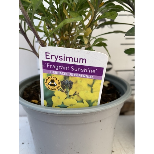133 - TWO ERYSIMUM 'FRAGRANT SUNSHINE' IN 1 LTR POTS. APPROX 40-50CM TALL, TO BE SOLD FOR THE TWO
