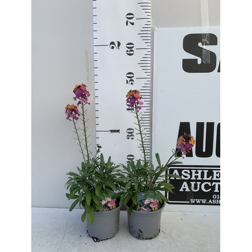 134 - TWO ERYSIMUM 'SUN-KISSED AMETHYST'' IN 1 LTR POTS. APPROX 50CM TALL, TO BE SOLD FOR THE TWO