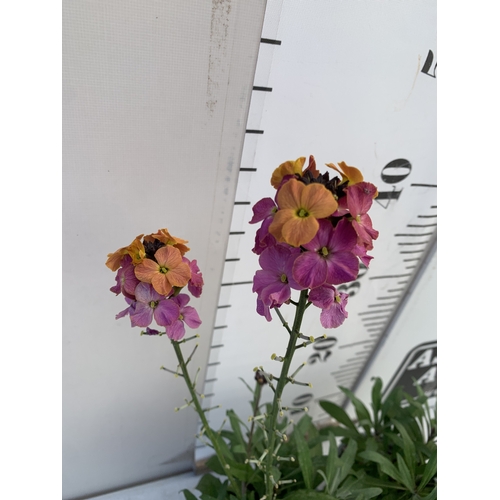 134 - TWO ERYSIMUM 'SUN-KISSED AMETHYST'' IN 1 LTR POTS. APPROX 50CM TALL, TO BE SOLD FOR THE TWO