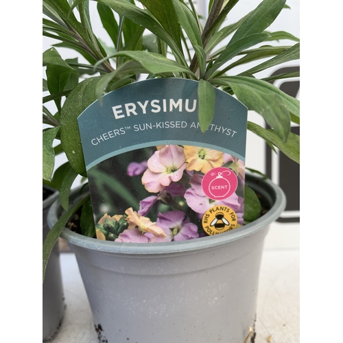 134 - TWO ERYSIMUM 'SUN-KISSED AMETHYST'' IN 1 LTR POTS. APPROX 50CM TALL, TO BE SOLD FOR THE TWO