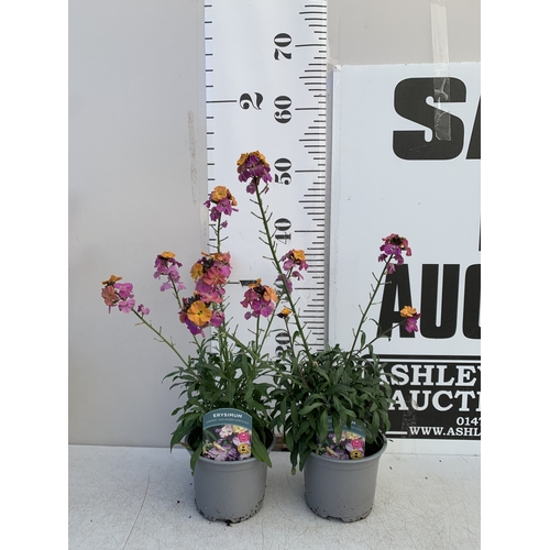 135 - TWO ERYSIMUM 'SUN-KISSED AMETHYST'' IN 1 LTR POTS. APPROX 50CM TALL, TO BE SOLD FOR THE TWO