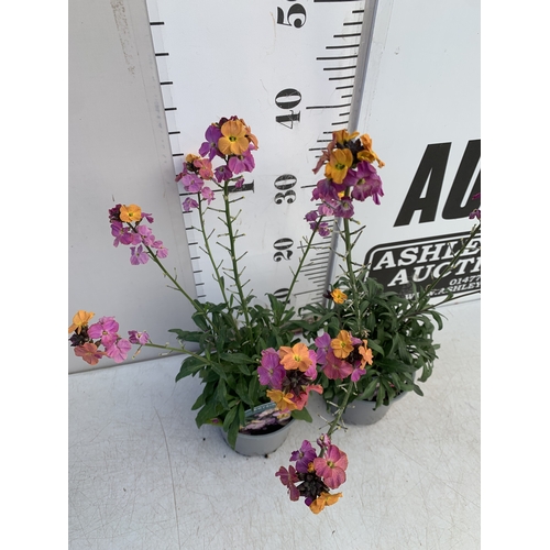 135 - TWO ERYSIMUM 'SUN-KISSED AMETHYST'' IN 1 LTR POTS. APPROX 50CM TALL, TO BE SOLD FOR THE TWO