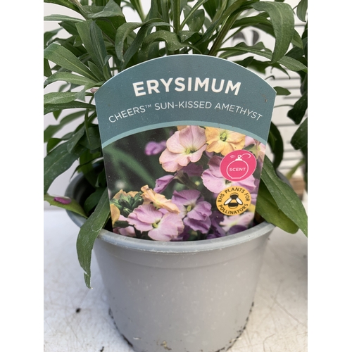 135 - TWO ERYSIMUM 'SUN-KISSED AMETHYST'' IN 1 LTR POTS. APPROX 50CM TALL, TO BE SOLD FOR THE TWO